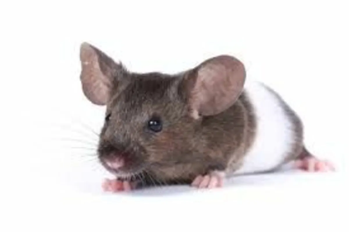 Hamsters,Gerbils,Mice,Pigeons in Kerry/Cork - Image 2