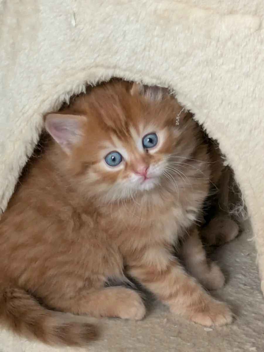 GORGEOUS SHORTHAIR CROSS KITTENS - Image 1