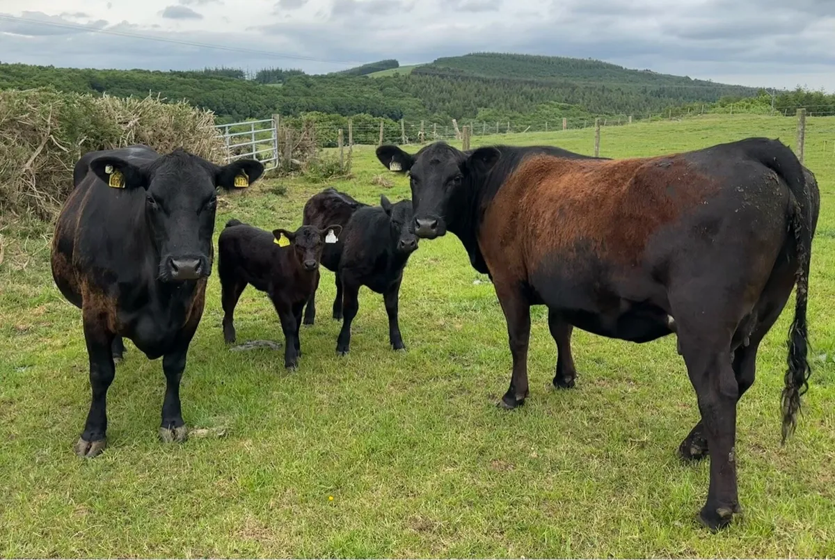 Pedigree Angus Cows with heifer calves at foot - Image 1