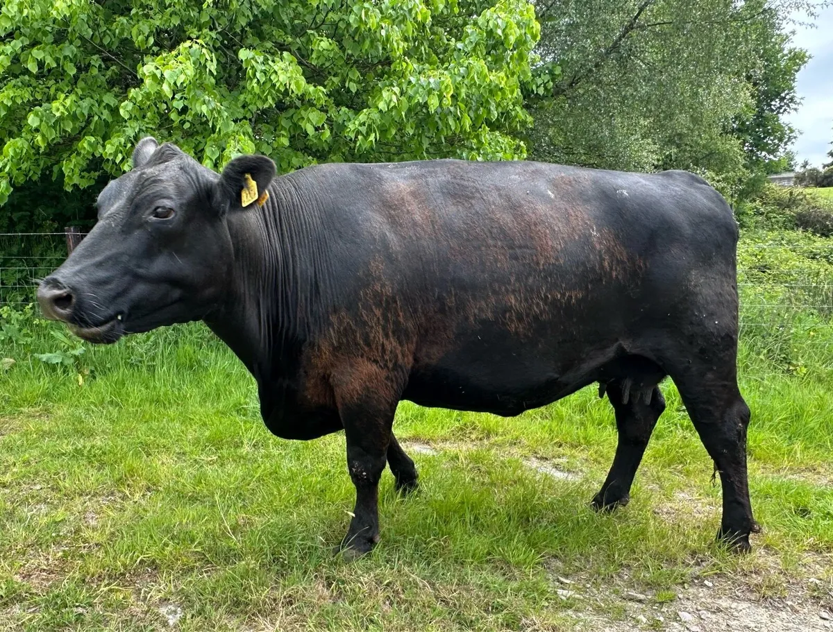 Pedigree Angus Cows with heifer calves at foot - Image 3