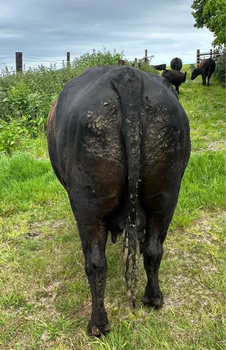 Pedigree Angus Cows with heifer calves at foot - Image 4