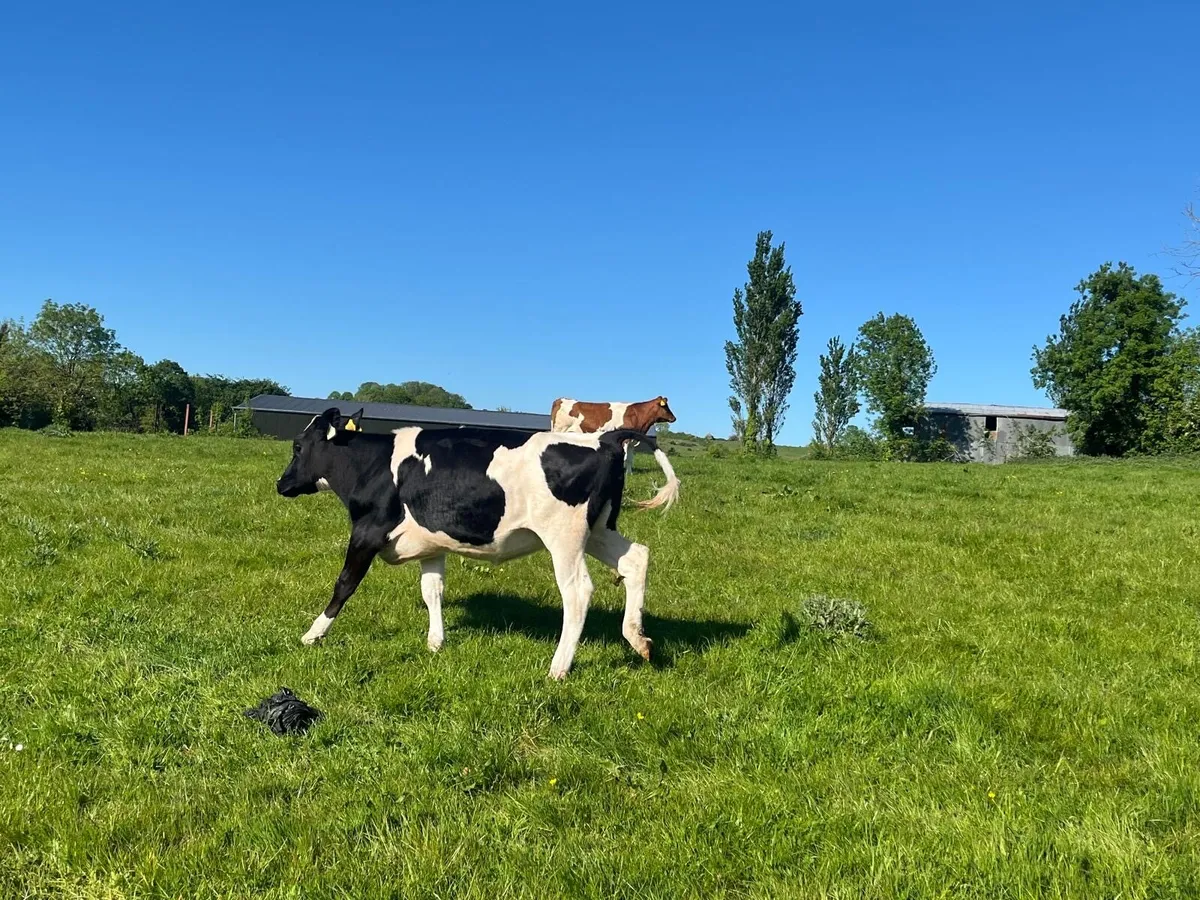 2 super British Frisian breeding heifers - Image 1
