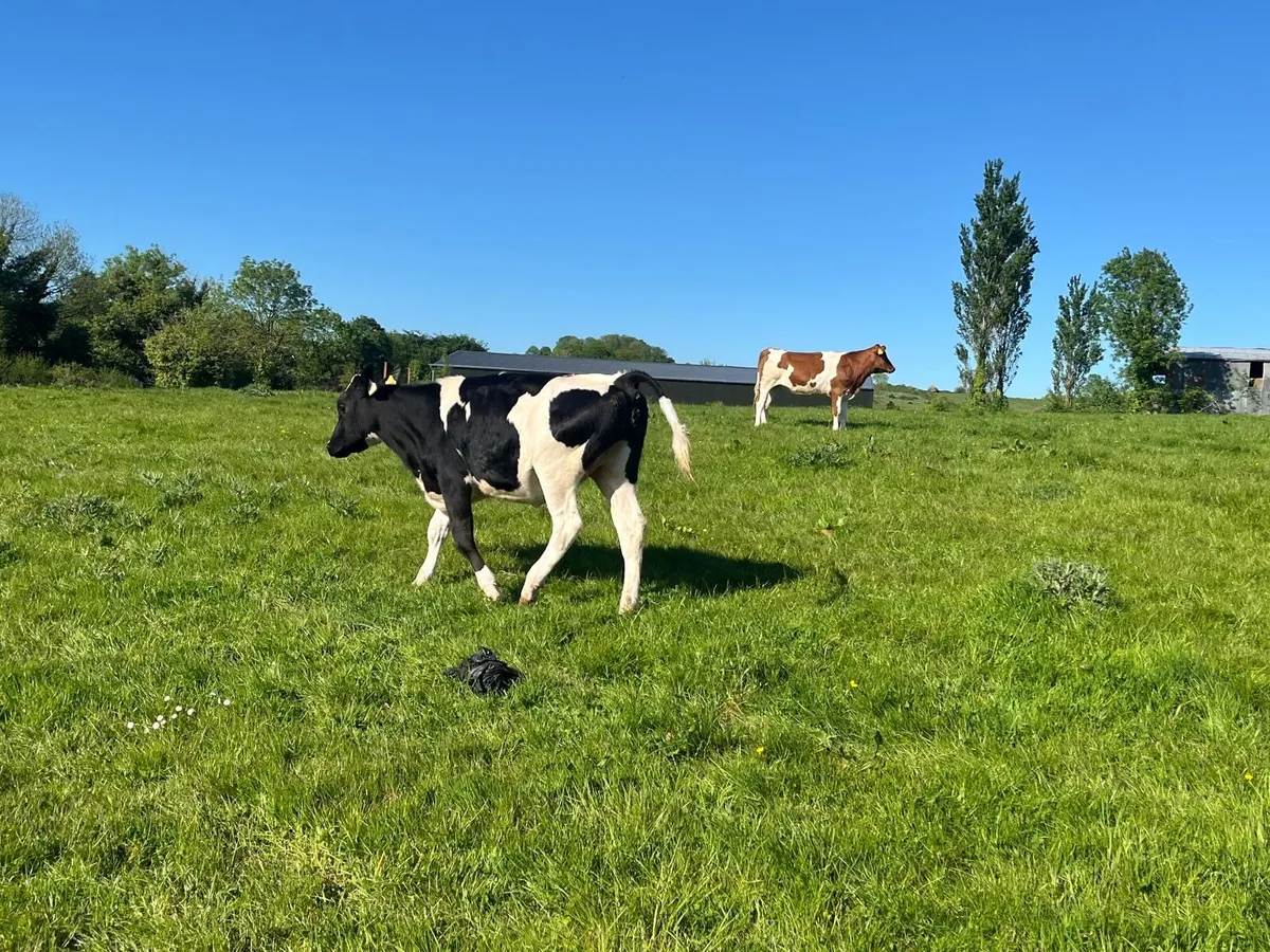 2 super British Frisian breeding heifers - Image 2