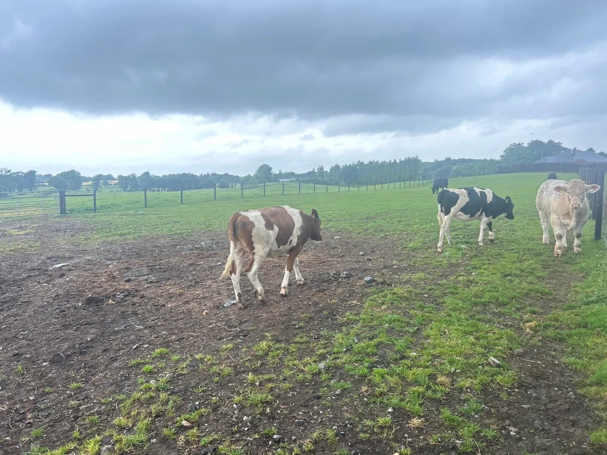 2 super British Frisian breeding heifers - Image 3