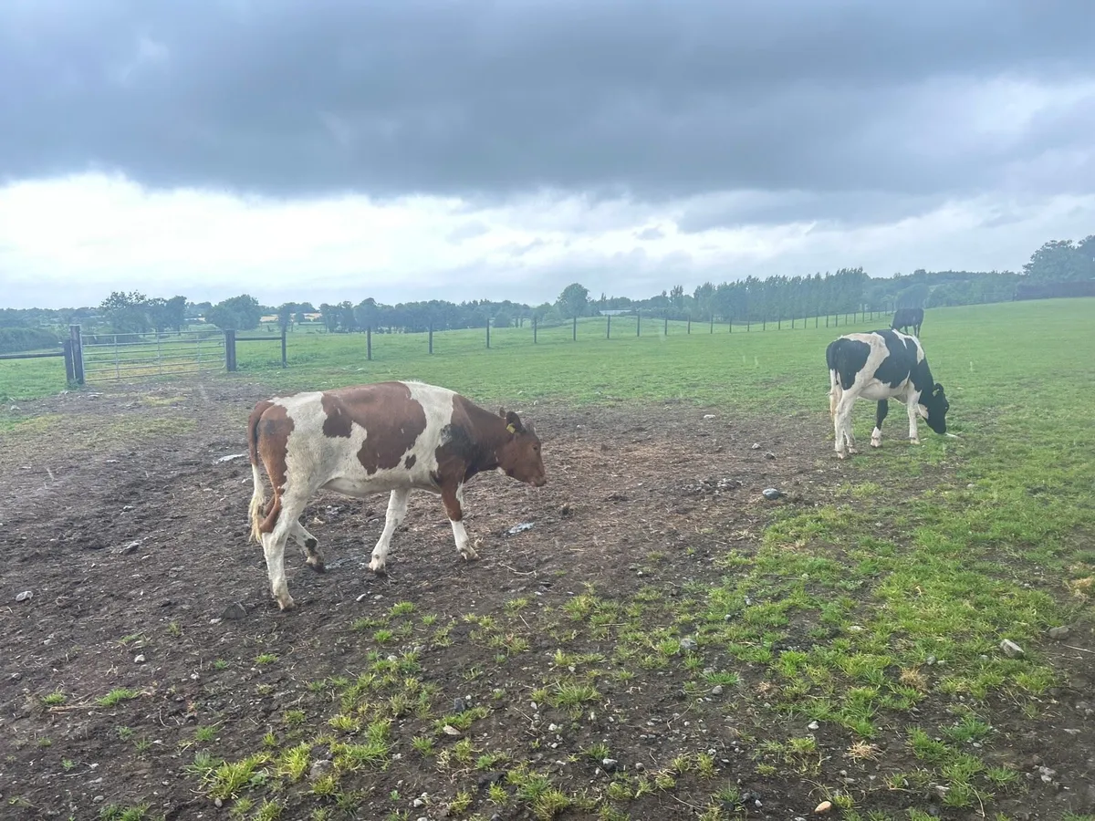 2 super British Frisian breeding heifers - Image 4