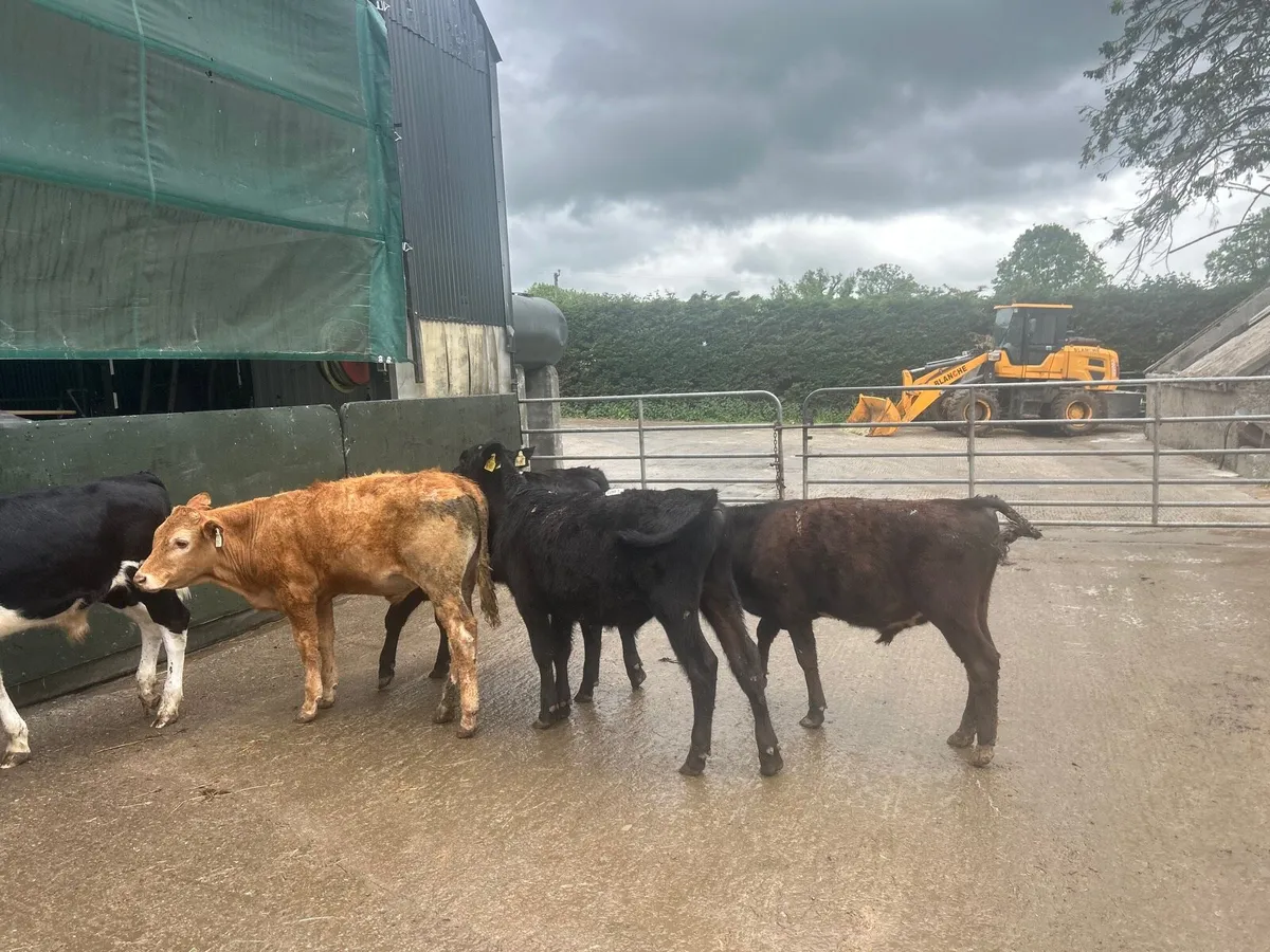 5 230 kg Angus and limosin bulls - Image 1