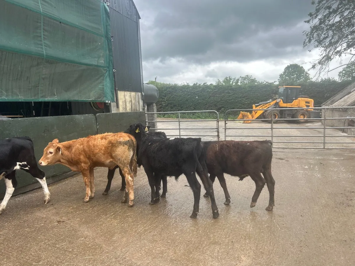 5 230 kg Angus and limosin bulls - Image 2