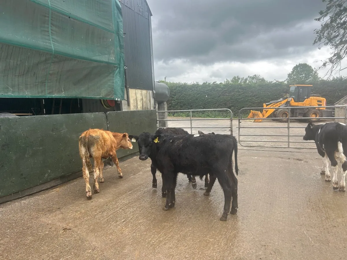 5 230 kg Angus and limosin bulls - Image 3