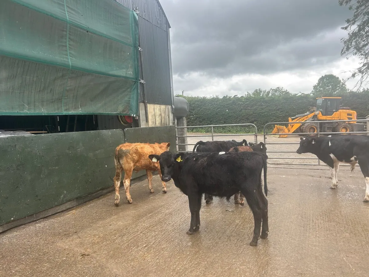 5 230 kg Angus and limosin bulls - Image 4
