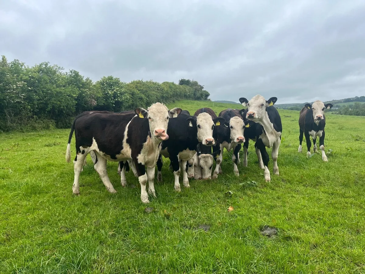 10 yearling hereford heifers - Image 2