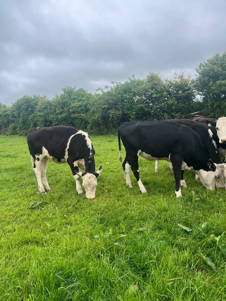 10 yearling hereford heifers - Image 3