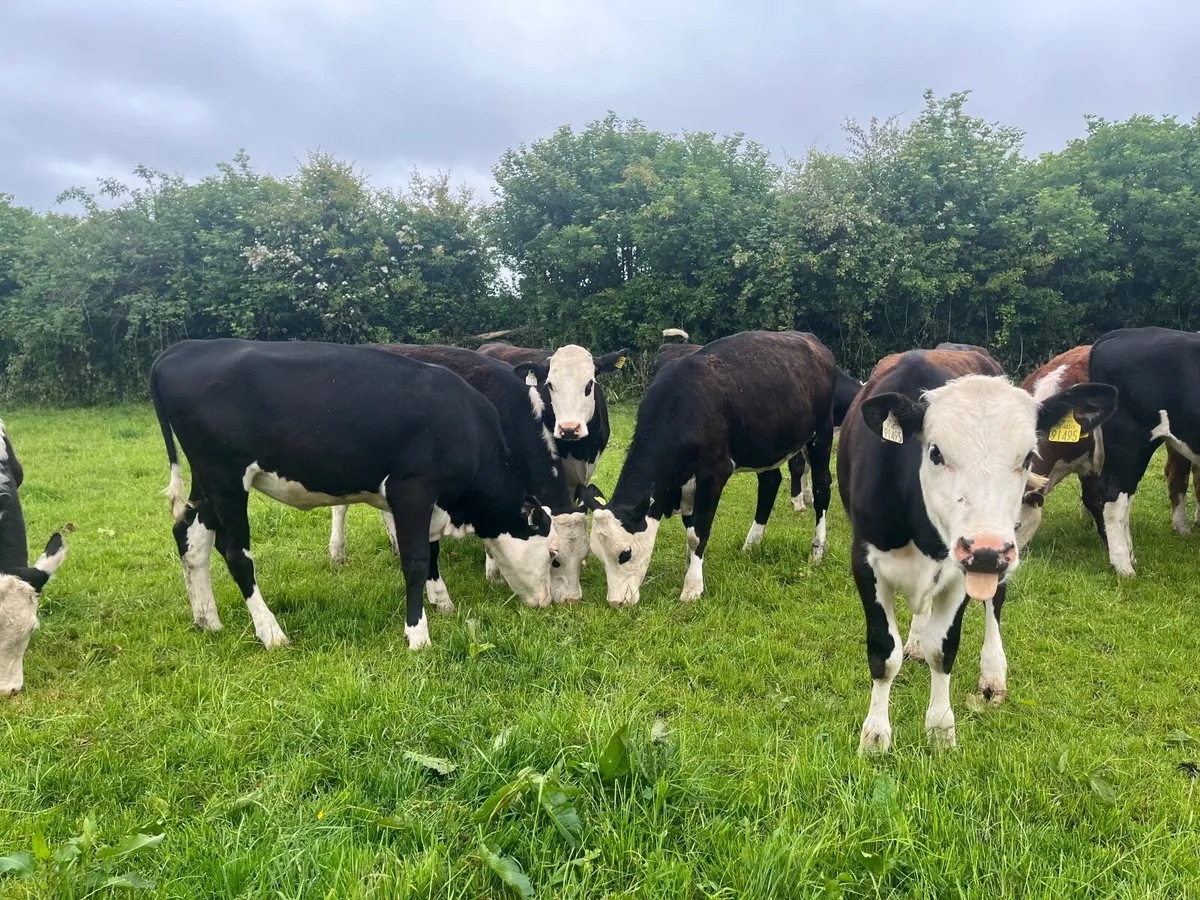 10 yearling hereford heifers - Image 4