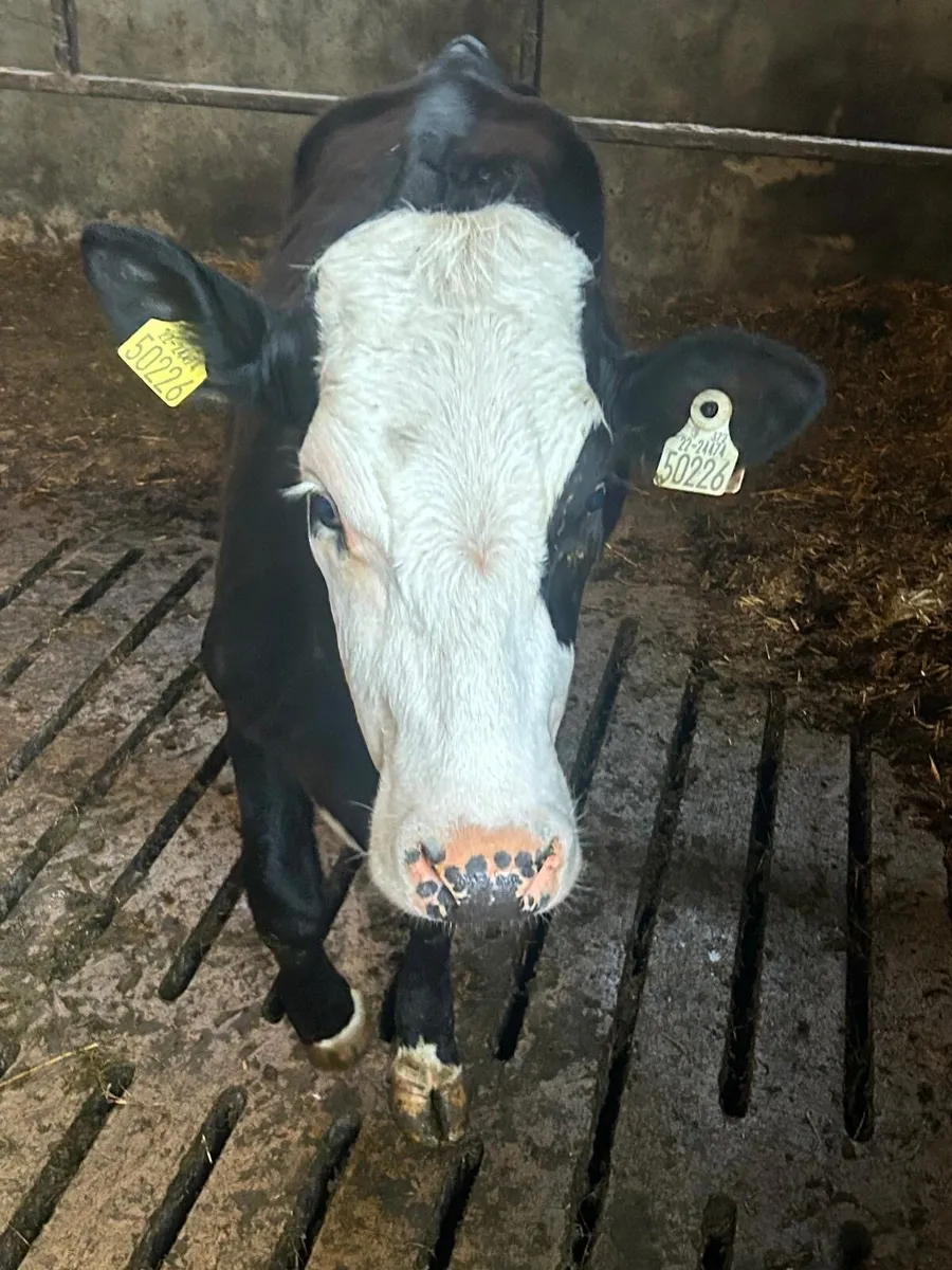 Incalf heifer for sale - Image 1