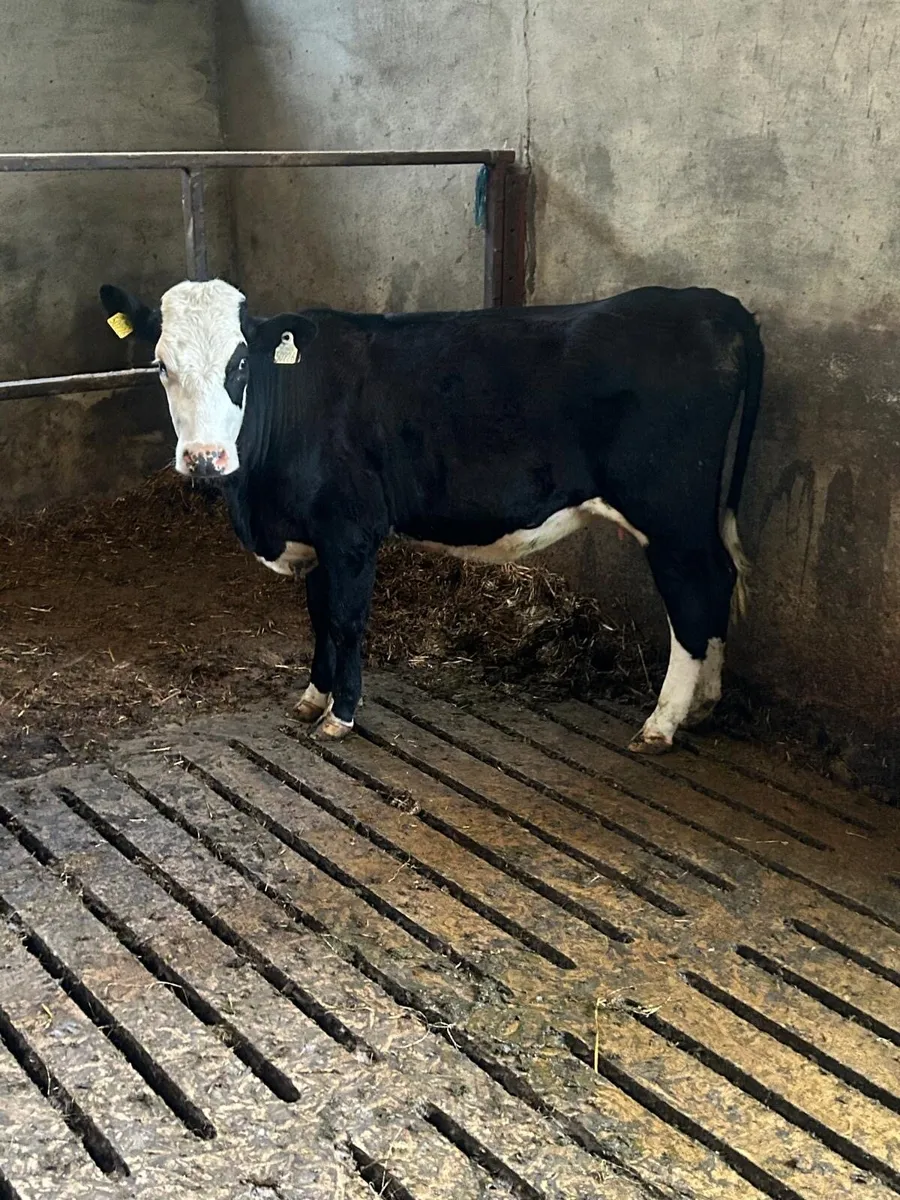 Incalf heifer for sale - Image 2