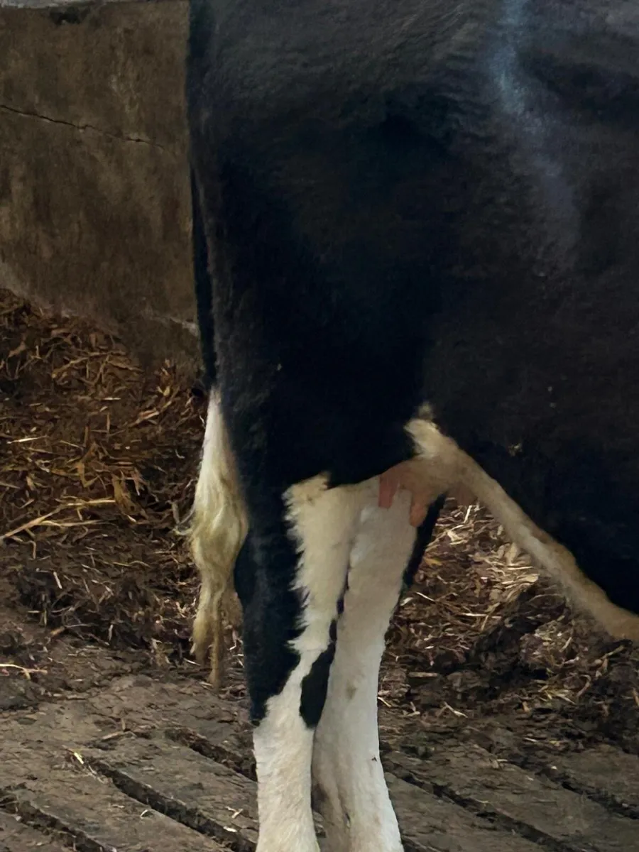 Incalf heifer for sale - Image 3