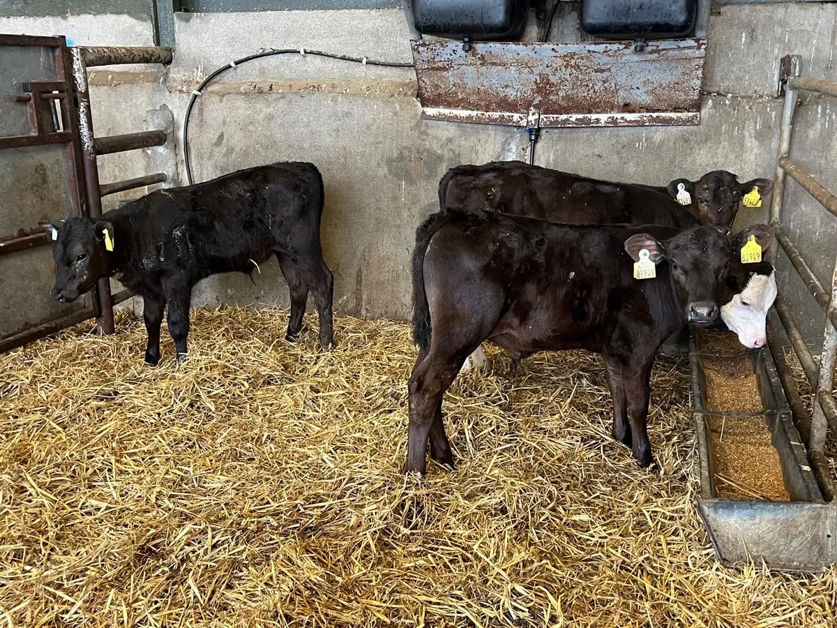 5 super  weaned Angus bulls - Image 1