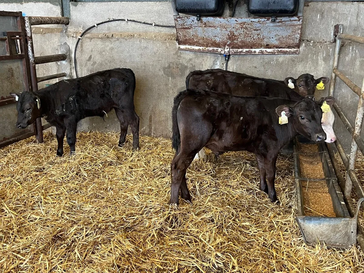 5 super  weaned Angus bulls - Image 2