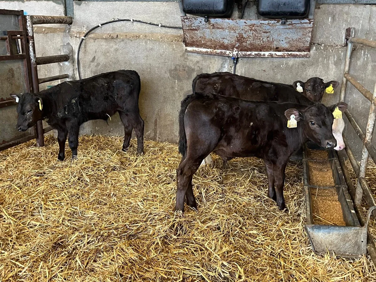 5 super  weaned Angus bulls - Image 3