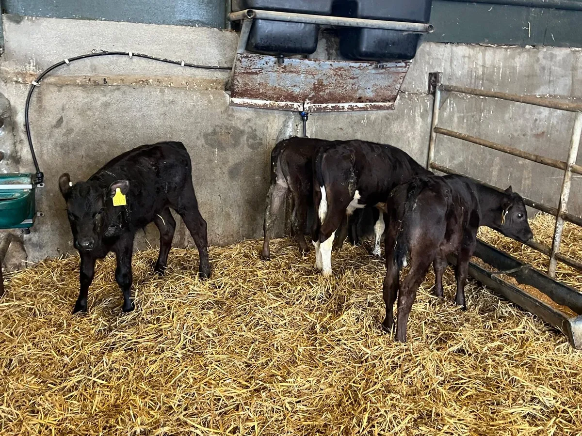 5 super  weaned Angus bulls - Image 4