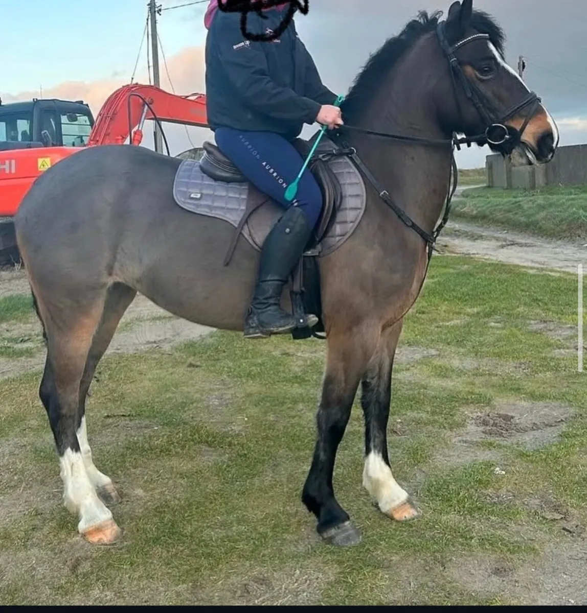14.2 Pony