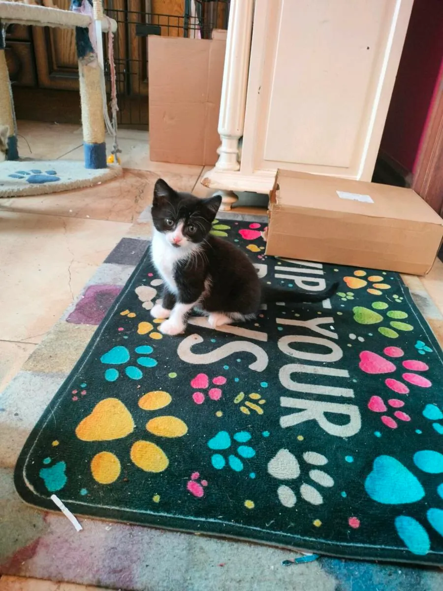 Beautiful friendly kittens 😻 - Image 2