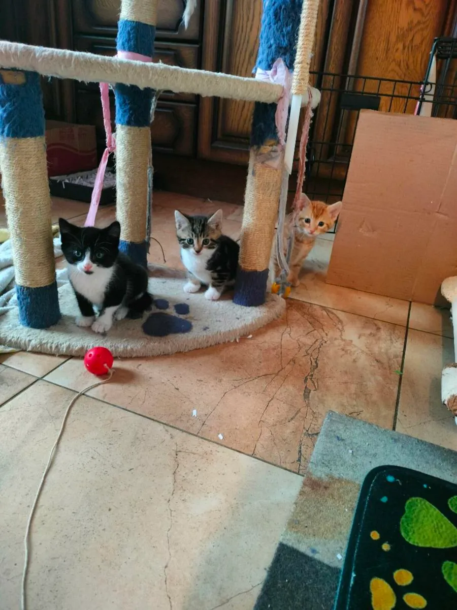 Beautiful friendly kittens 😻 - Image 1