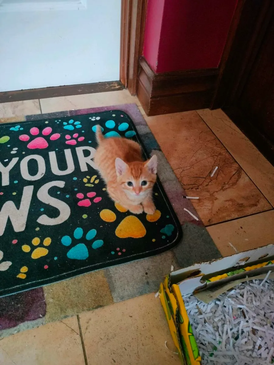 Beautiful friendly kittens 😻 - Image 3