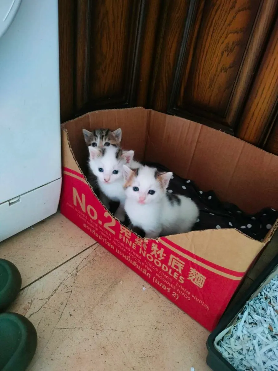 Beautiful friendly kittens 😻 - Image 4