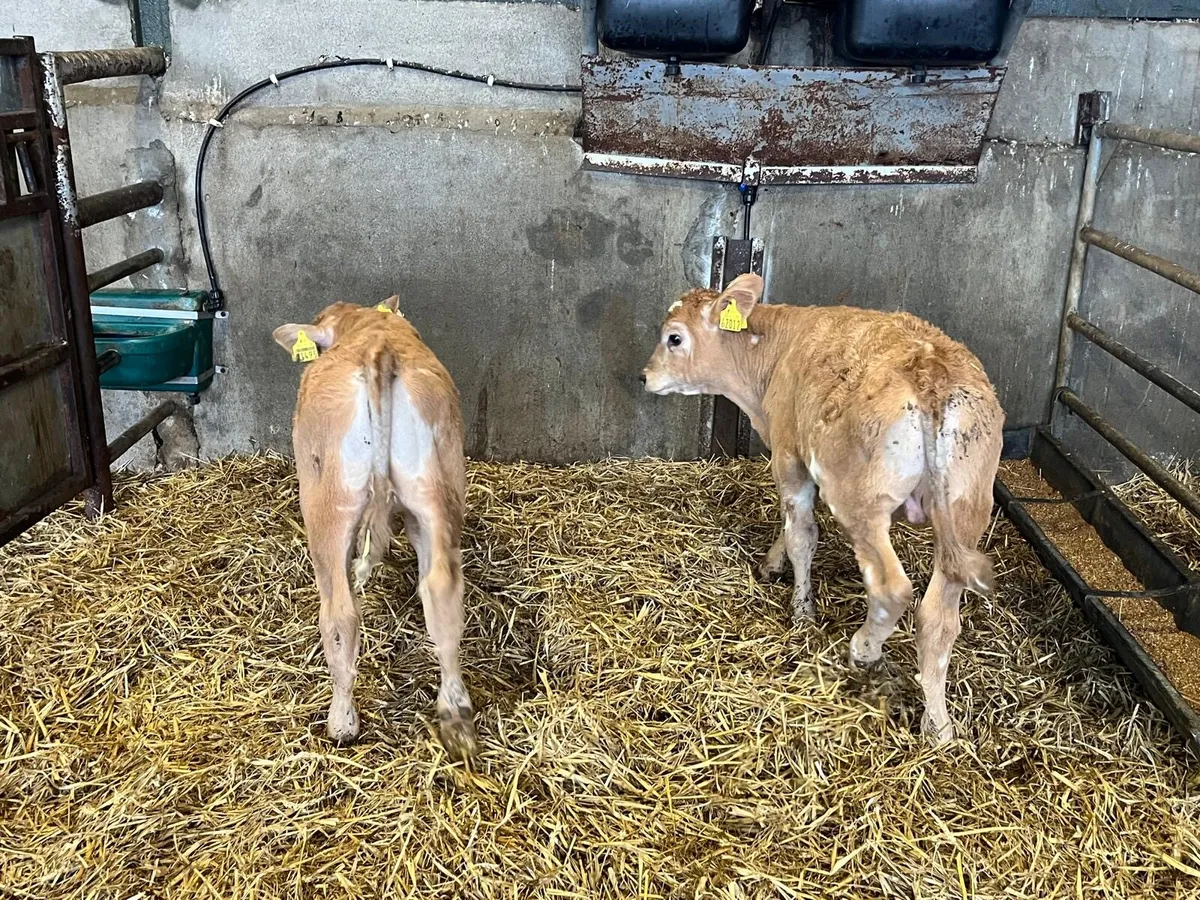 4 charlaois bull runners - Image 1