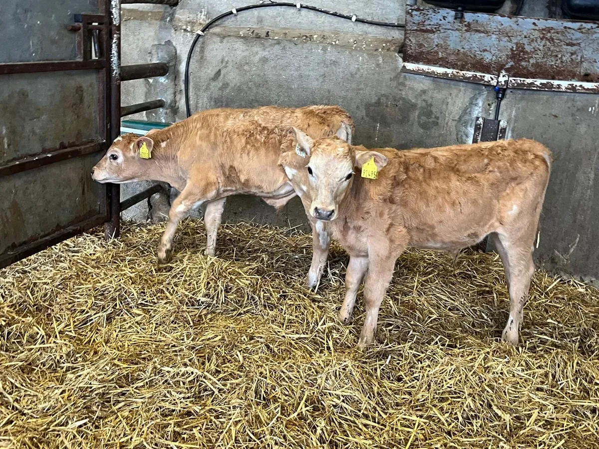 4 charlaois bull runners - Image 4