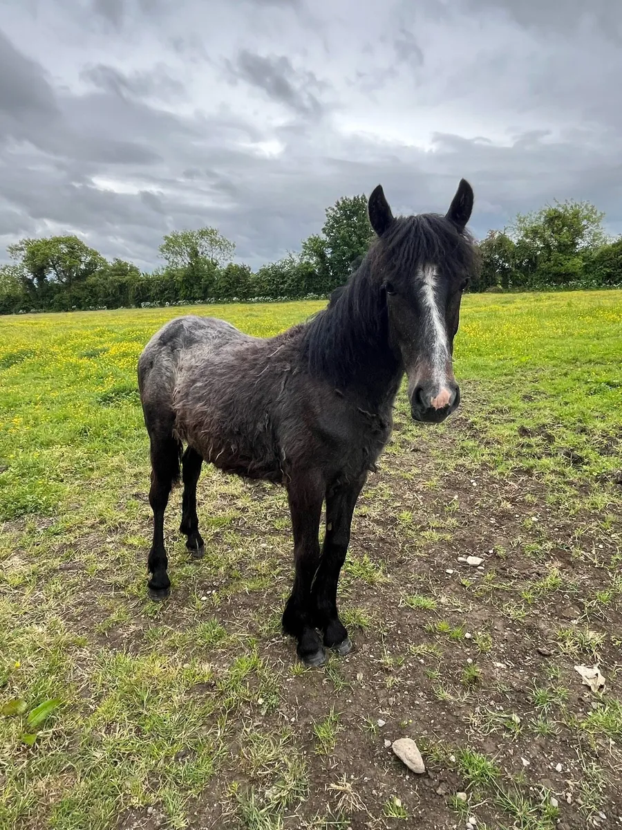 Filly - Image 2