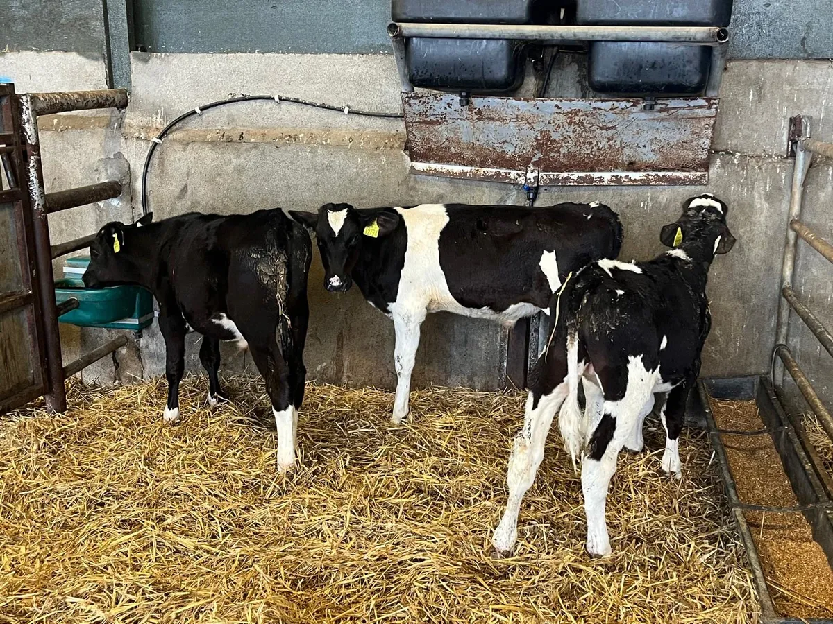 7 super  weaned Frisian bulls - Image 1
