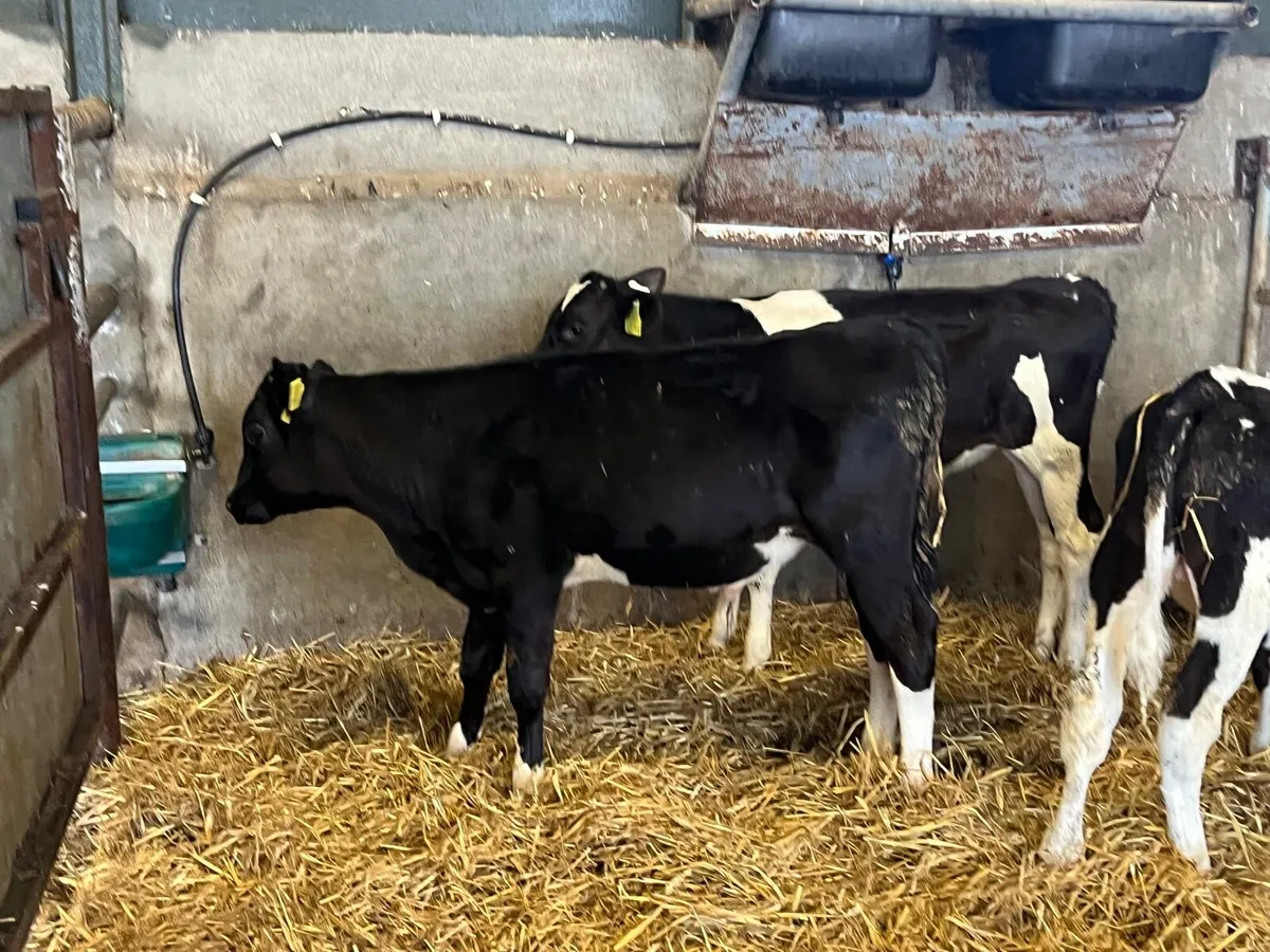 7 super  weaned Frisian bulls - Image 2