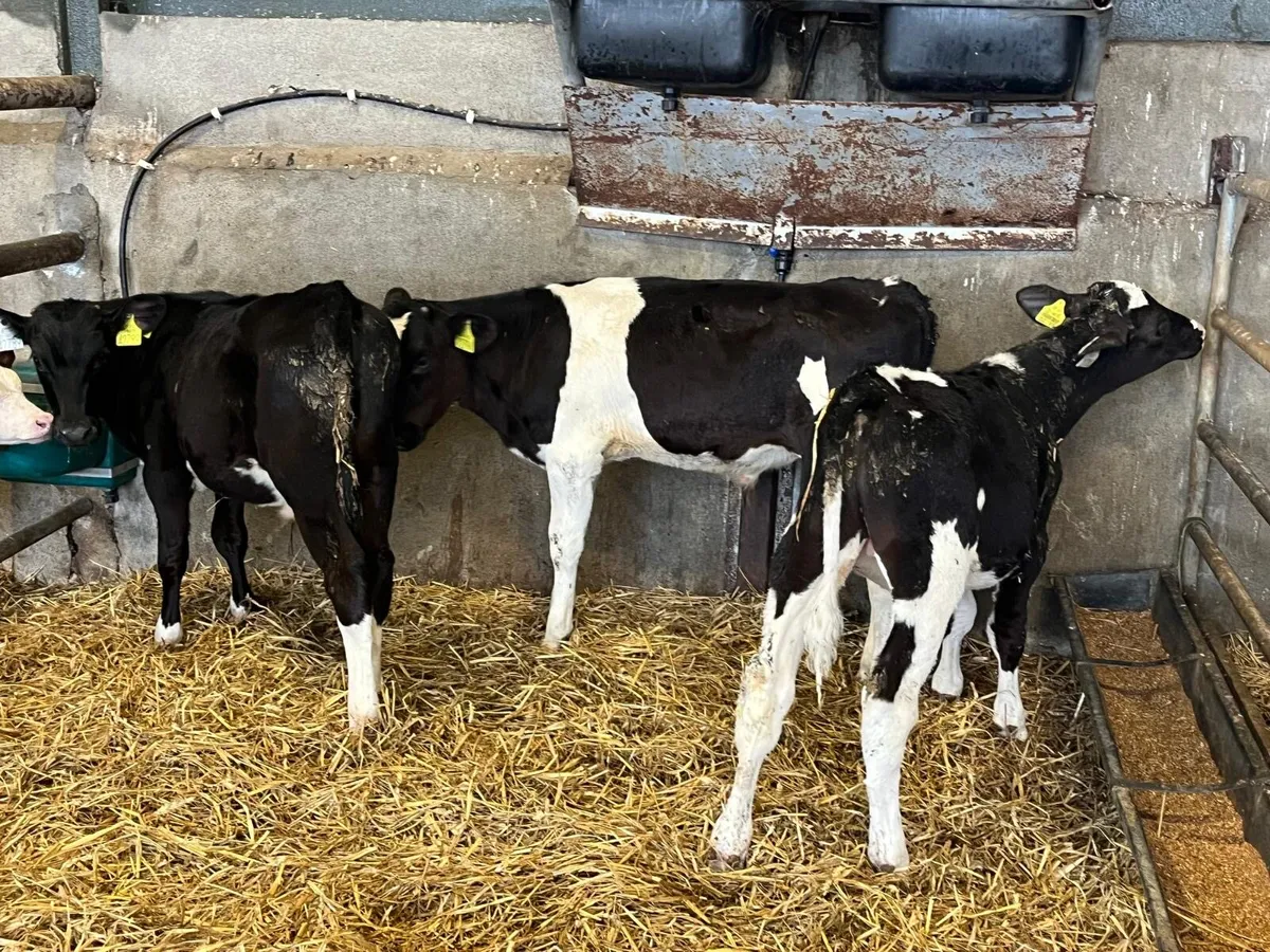 7 super  weaned Frisian bulls - Image 3