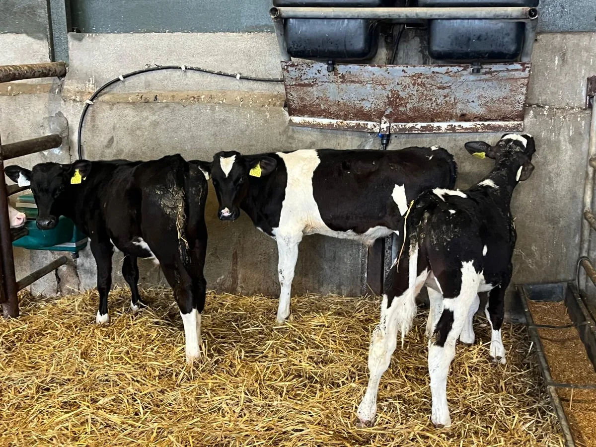 7 super  weaned Frisian bulls - Image 4