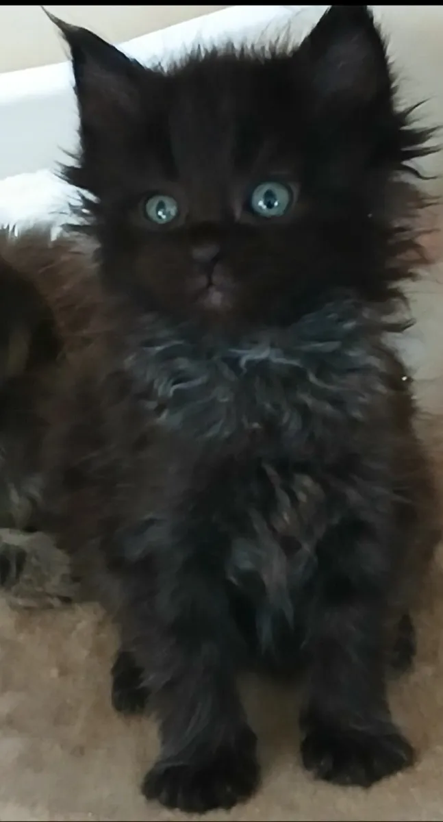 Mainecoon/ - Image 1