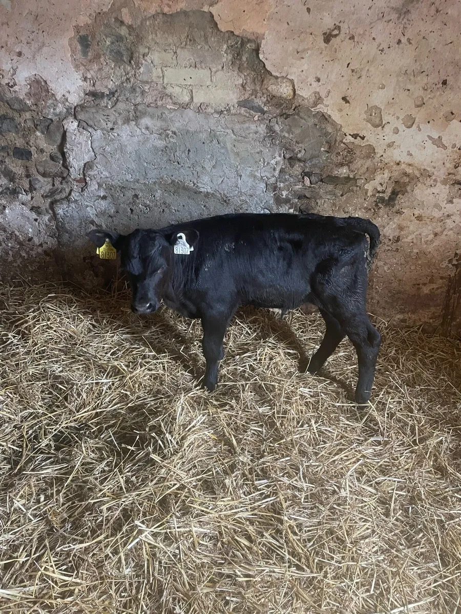 Angus bull calves - Image 1