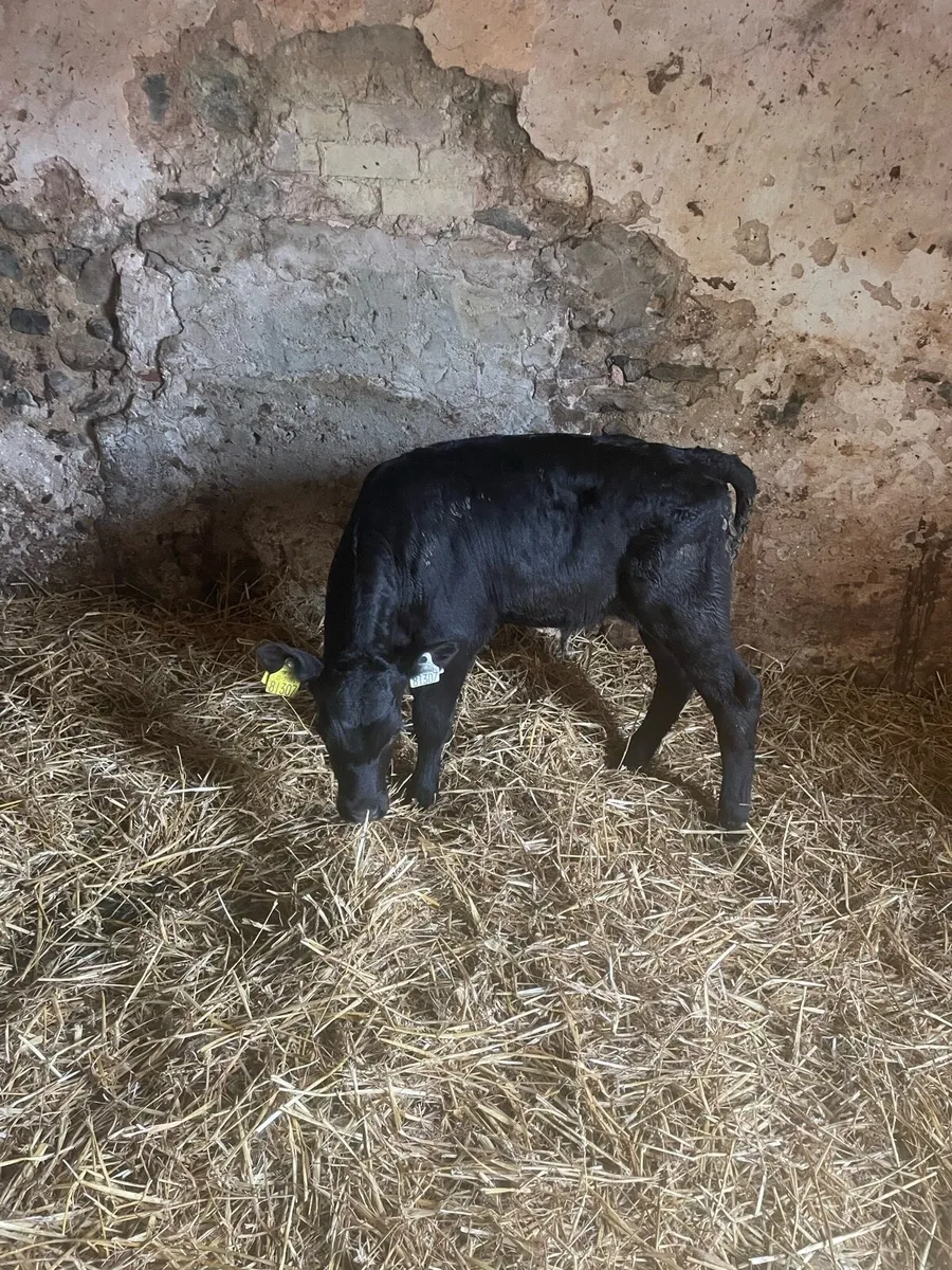 Angus bull calves - Image 2