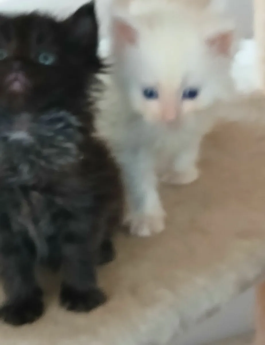 Mainecoon/ - Image 2