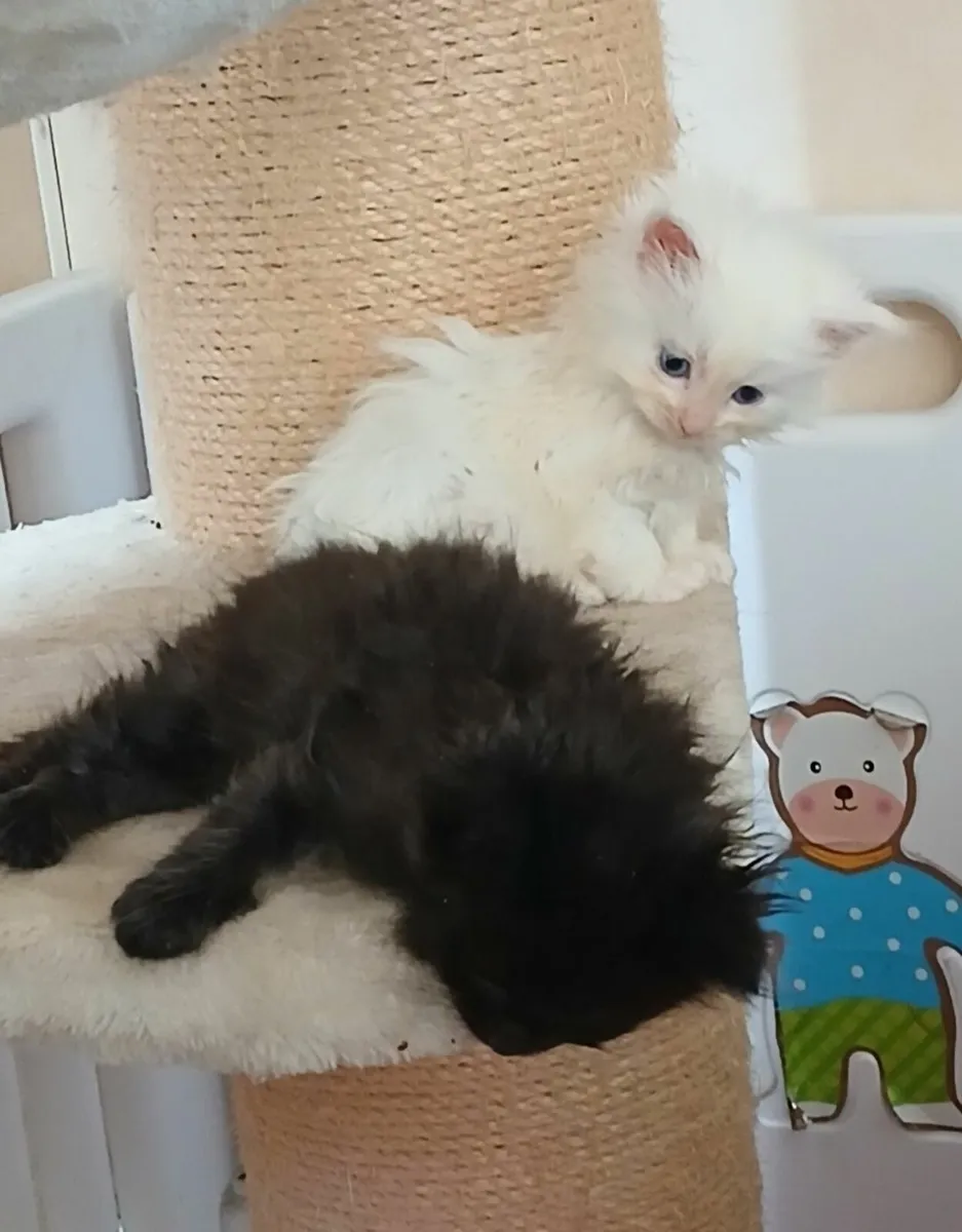 Mainecoon/ - Image 4
