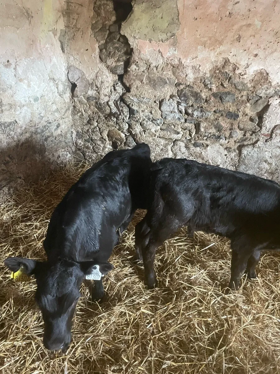 Angus bull calves - Image 3