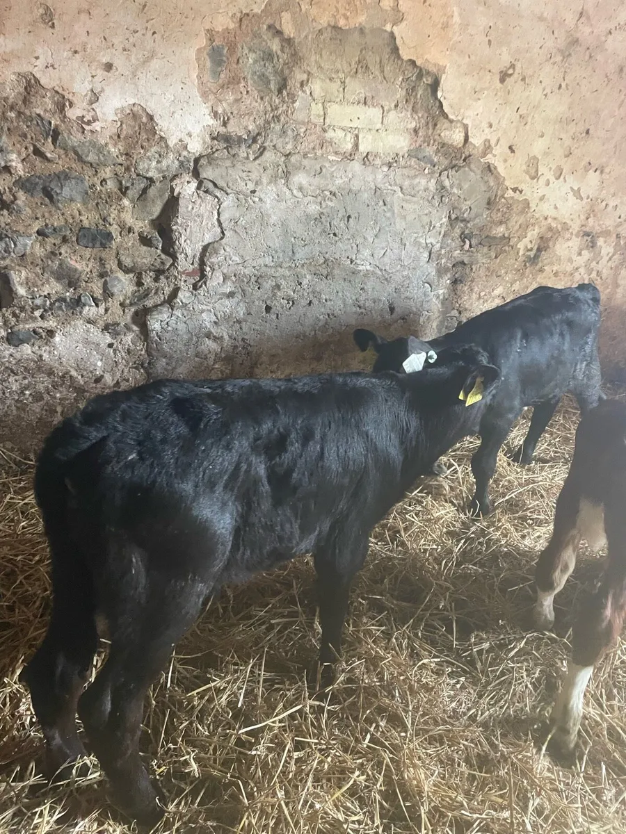 Angus bull calves - Image 4