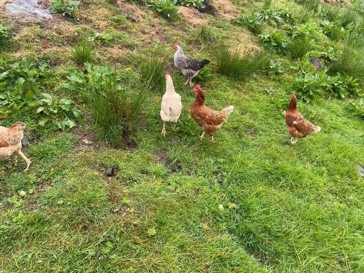 Young laying hens - Image 1