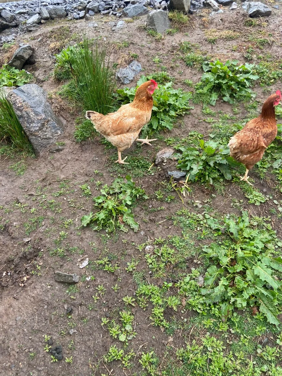 Young laying hens - Image 2