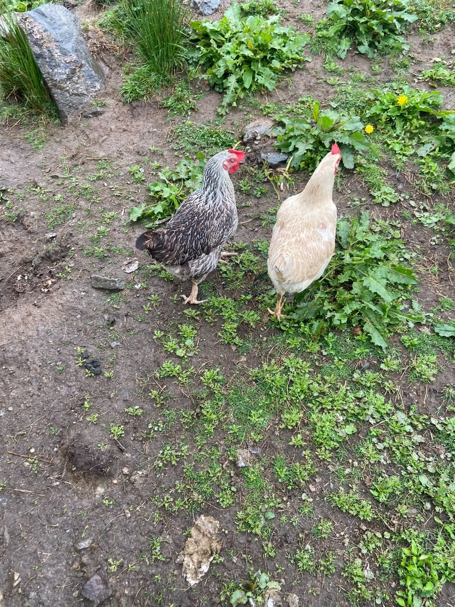 Young laying hens - Image 3