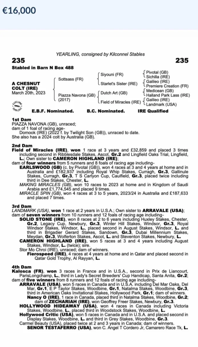 Dutch Art Broodmare - 1/2 sister to Group 3 winner - Image 2