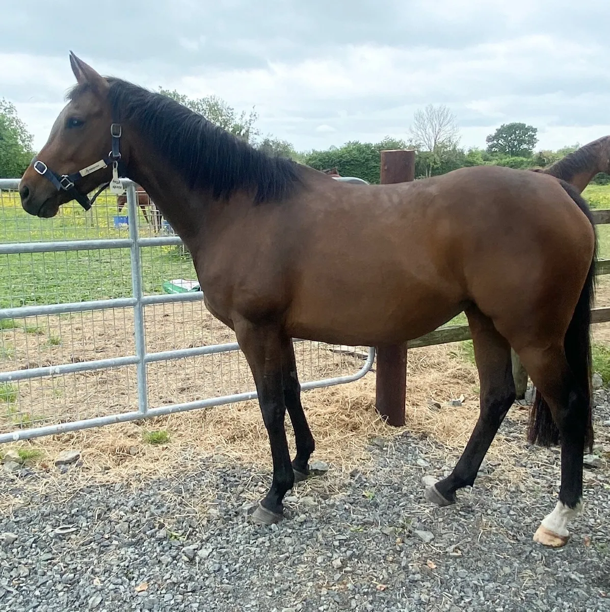 Dutch Art Broodmare - 1/2 sister to Group 3 winner - Image 1