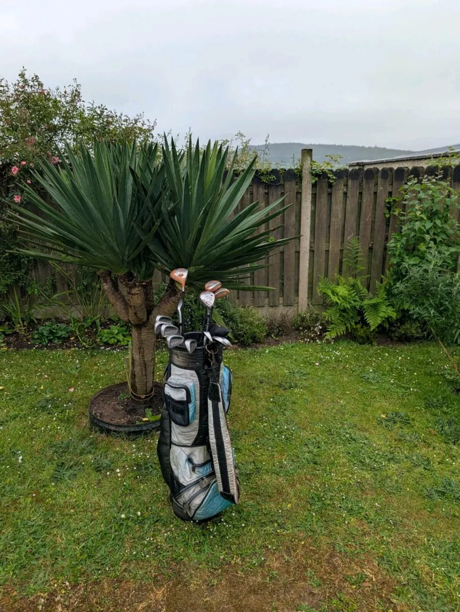 Arnold Palmer Golf clubs need gone today - Image 1