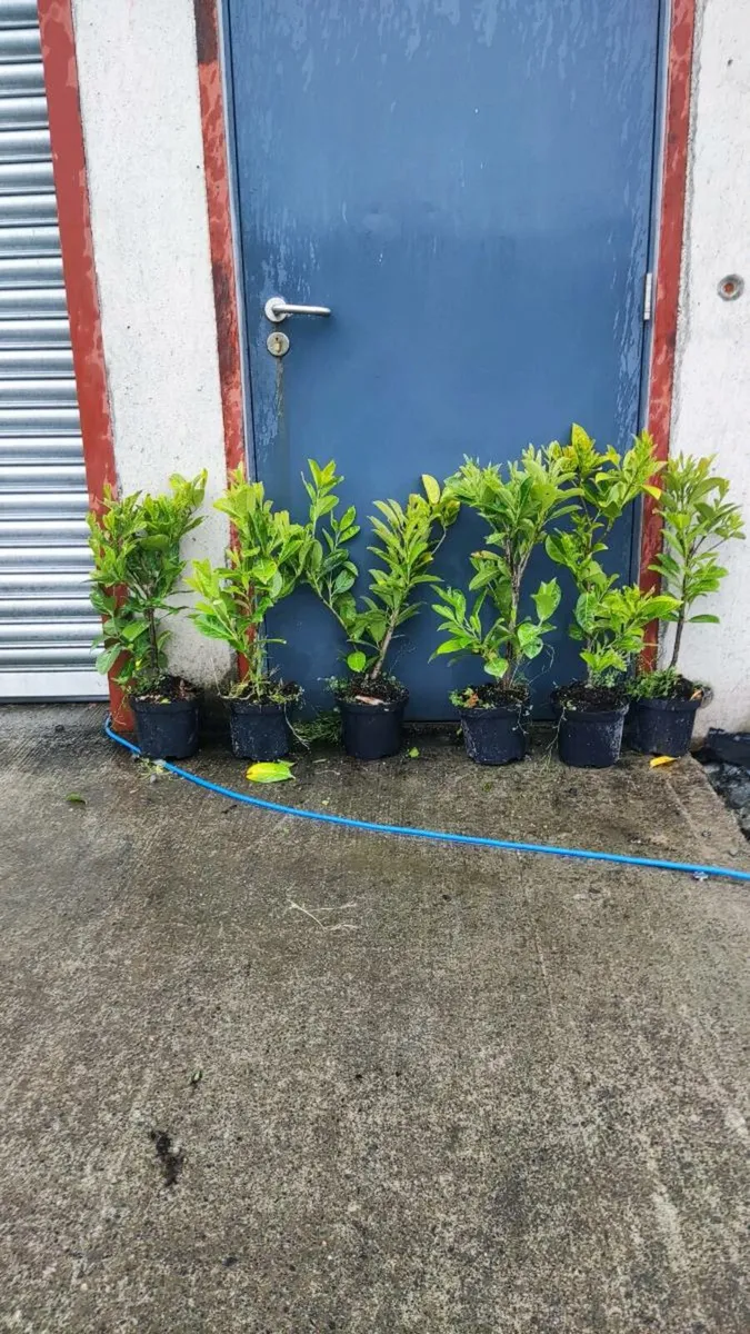Strong Portuguese and cherry Laurel Hedging 5euro - Image 1