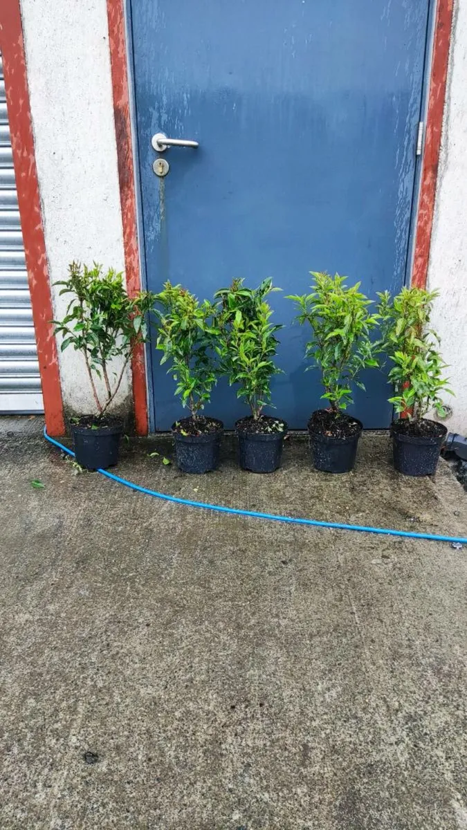 Strong Portuguese and cherry Laurel Hedging 5euro - Image 2